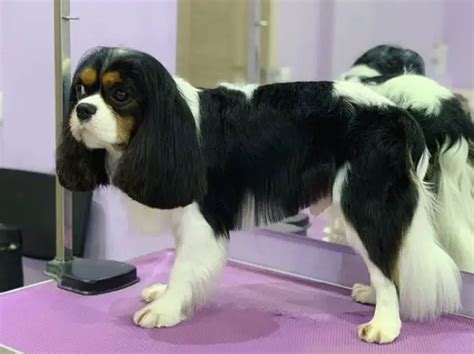 cavalier king charles spaniel hairstyles|cavalier kc spaniel grooming styles.